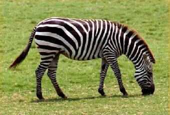 Zebras Zebras