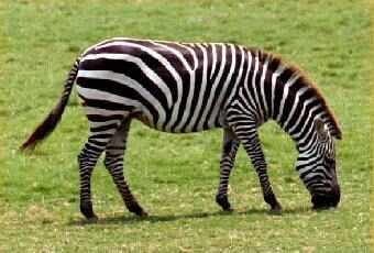 Zebras