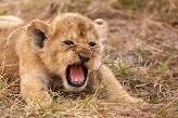 "Get away from me!." (Pushes the cub with your foot firmly)