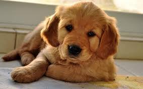 golden retriever golden retriever