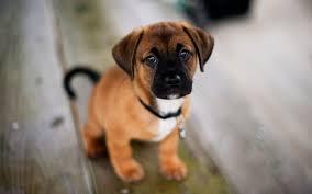 Kute dog 2 Kute dog 2