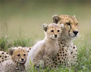 Cheetahs