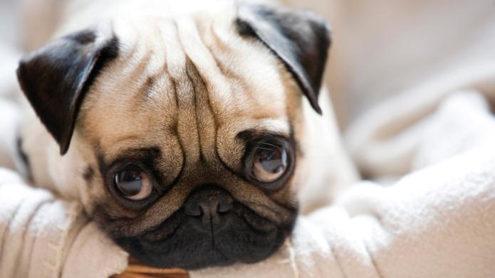 Pugs Pugs