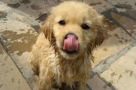 This cutie dog This cutie dog