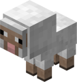 sheep sheep