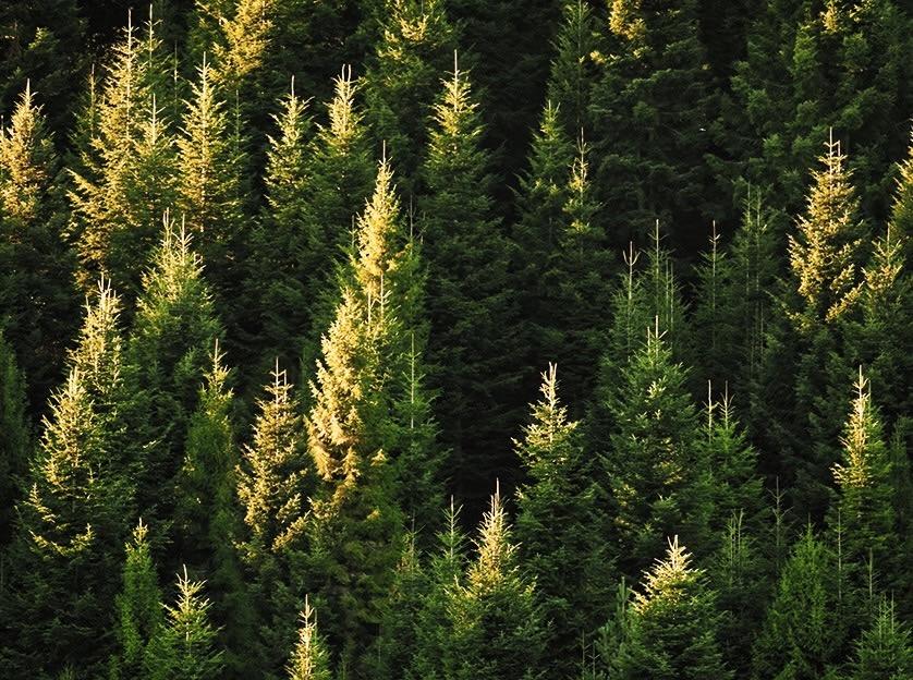 Pine Pine