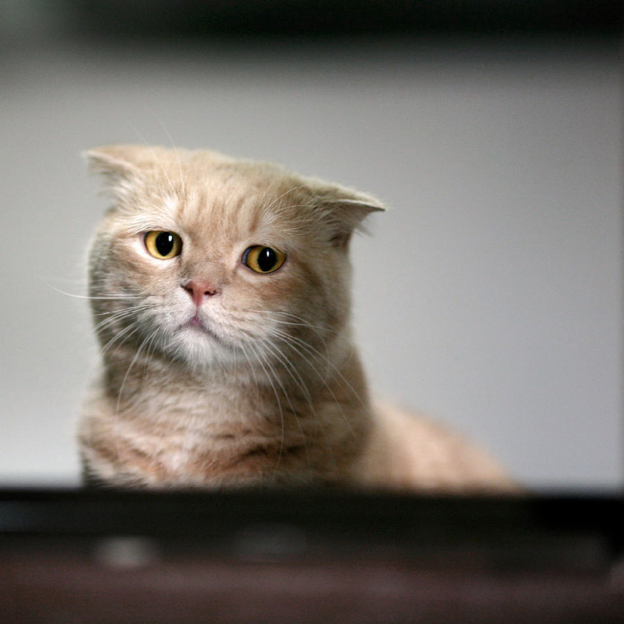 Sad cat 9 Sad cat 9