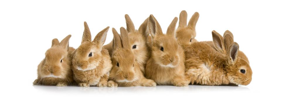 group 'o' bunnies