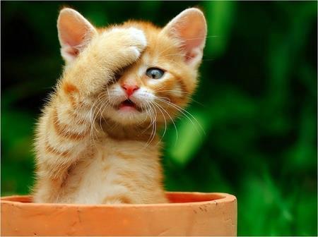 Cat Cat