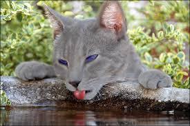 Ashfur Ashfur