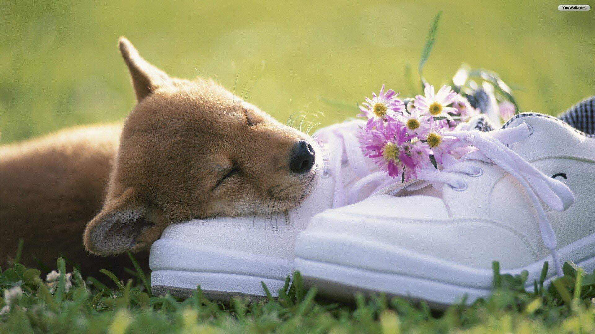 Kute dog 3 Kute dog 3