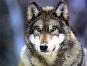 Wolf- strong spirit, obedient to leaders