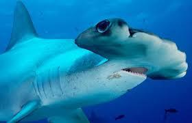 hammer head shark