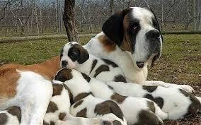 St. Bernard! they are so big and cute!