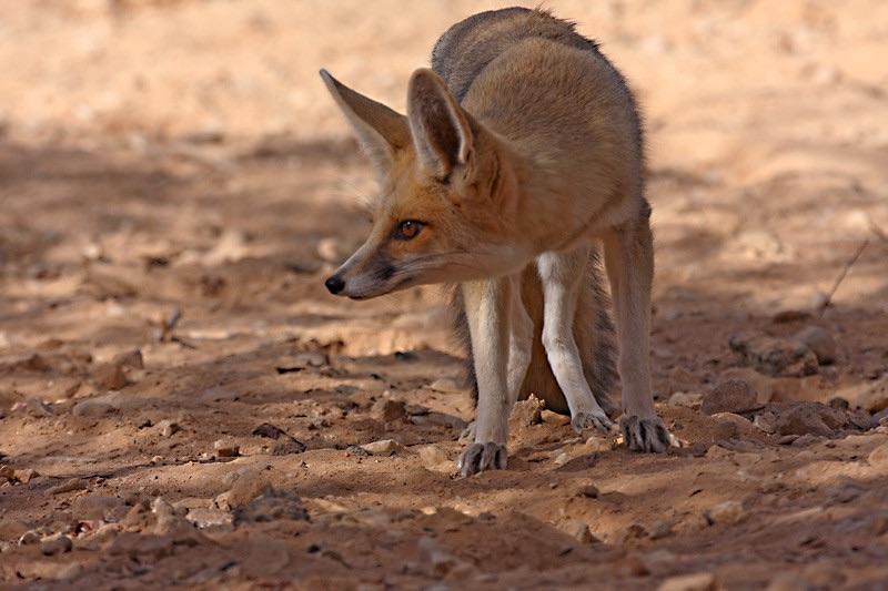 Rüppell's Fox Rüppell's Fox