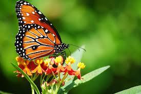 butterflies butterflies