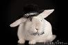 Top hat bunny!