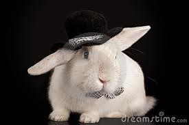 Top hat bunny!