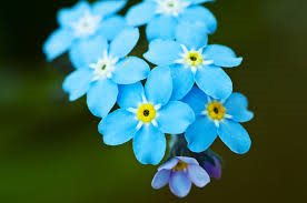 forget me not forget me not