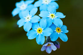 forget me not