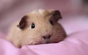 guinea pig