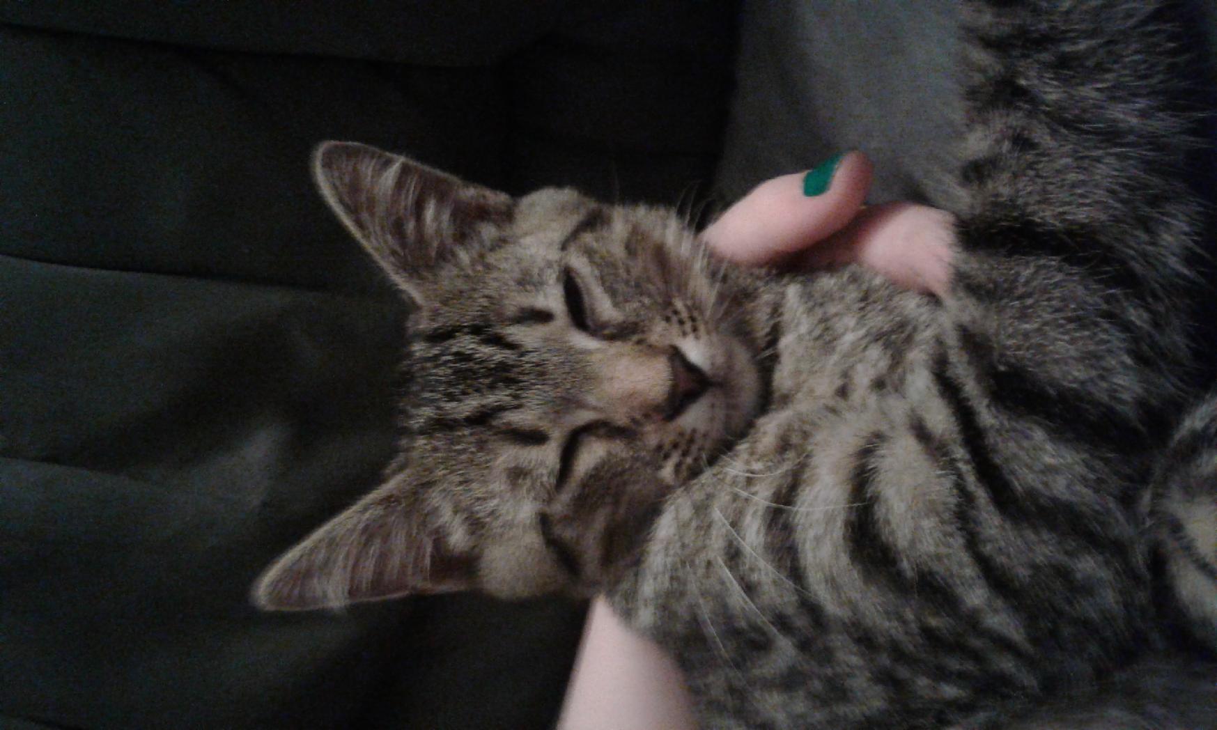 Anubis (4 Months) Anubis (4 Months)