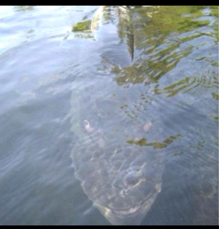 The "Hell No" Fish The "Hell No" Fish