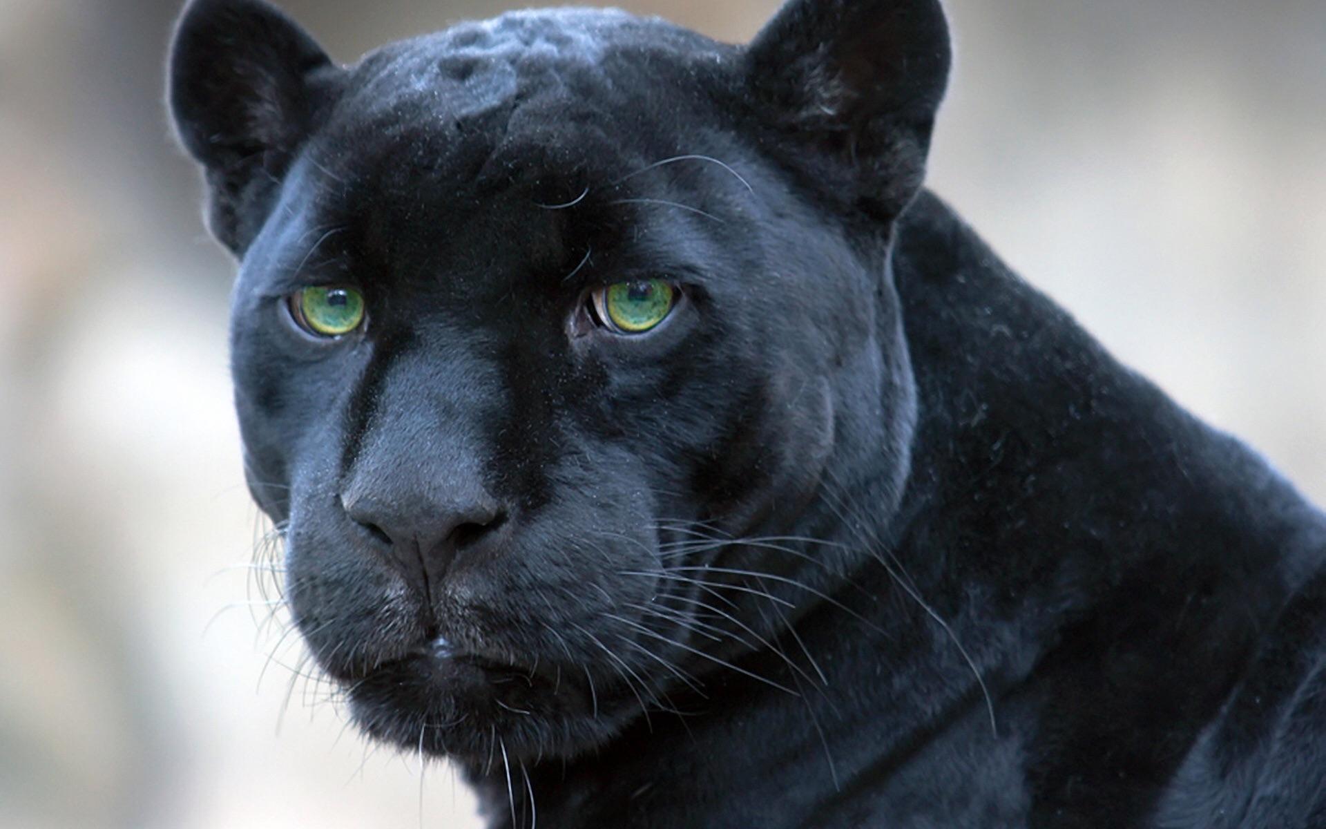 Yesh! Iz be Panther!