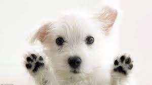 DOGS DOGS