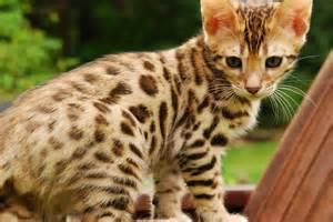 Bengal Cat Bengal Cat