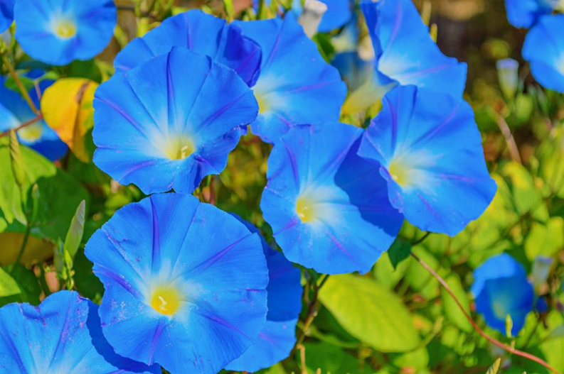 Morning Glory (September)