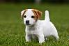 jack Russell