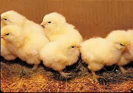 Chickens Chickens