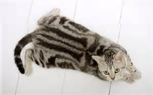 American Short Hair Cats American Short Hair Cats