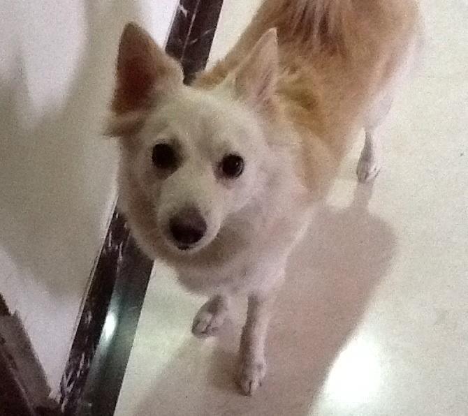 Sparky(Sparkle) Sparky(Sparkle)