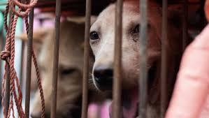 GET rid of your pets GET rid of your pets