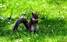 squirrel 2