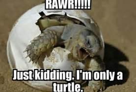 Scary Turtle Scary Turtle