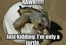 Scary Turtle