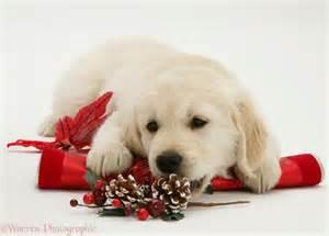 Christmas Christmas