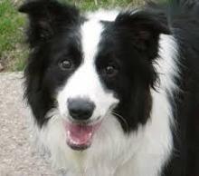 border collie mixed with sheep dog