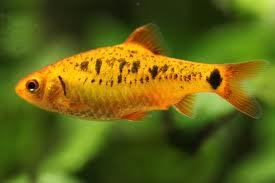 fish fish