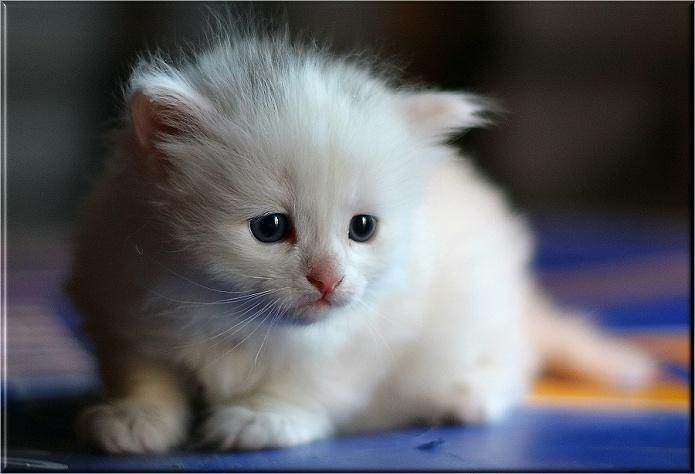 cat cat