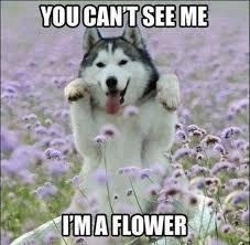 Dog Dog