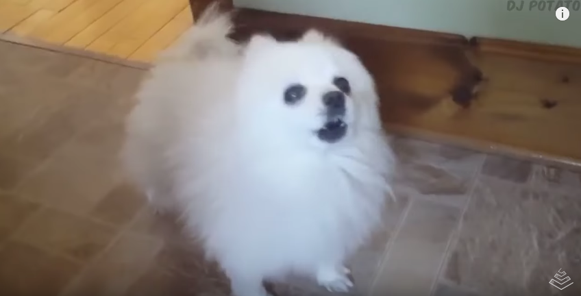 Gabe the Doggo Gabe the Doggo