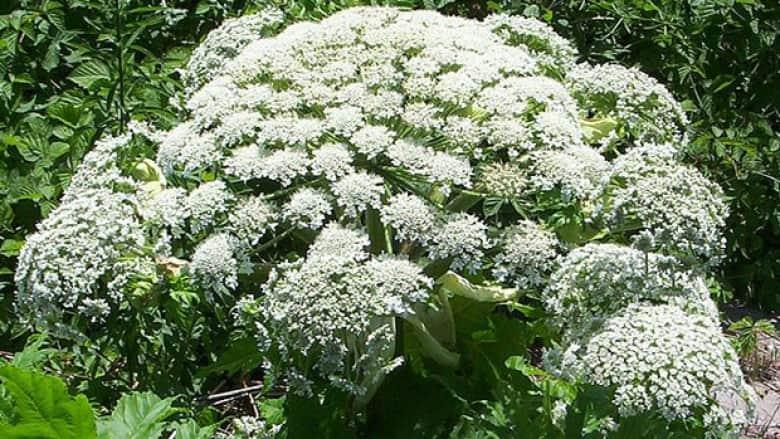 Giant Hogweed