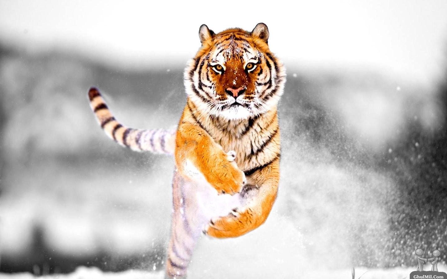 Tigers Tigers
