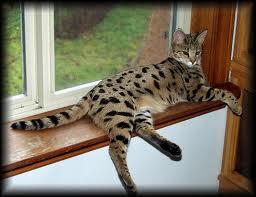 savannah cat