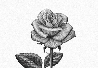 Drawing Drawing