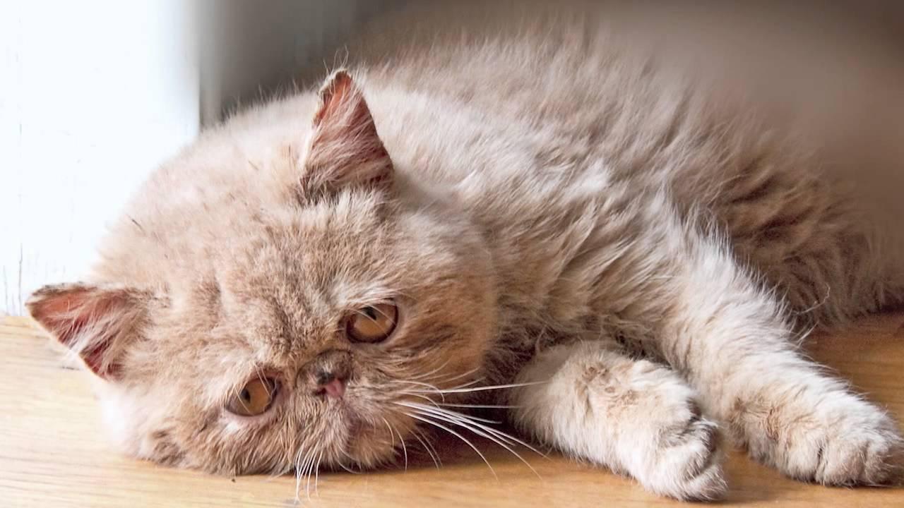 Sad Cat 2 Sad Cat 2